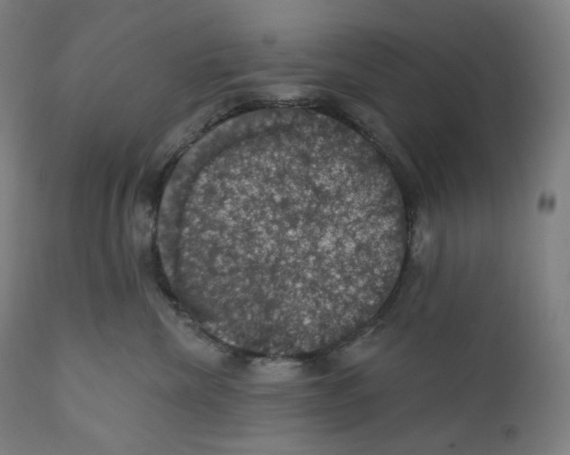 X0000110700476200907101225
