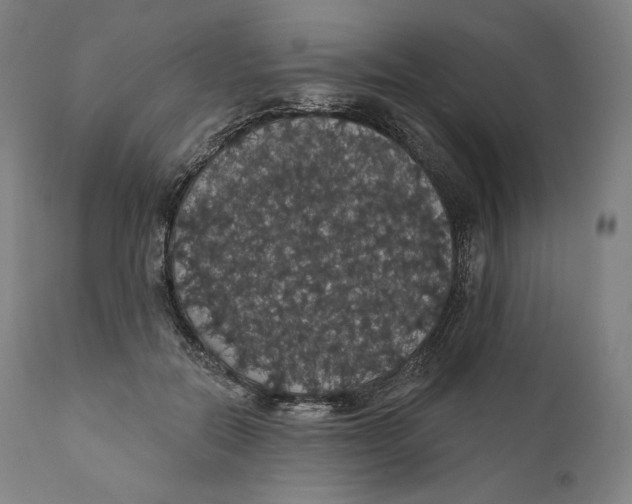 X0000110700554200907101223