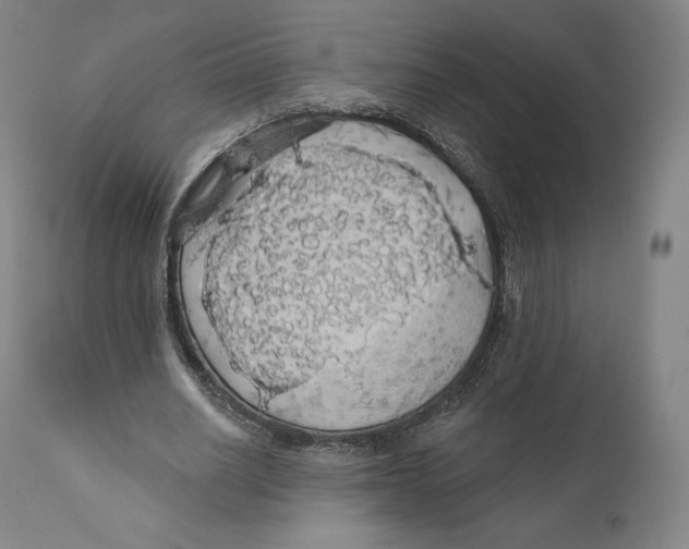 X0000110700630200907101222