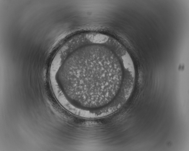 X0000110700636200907101222