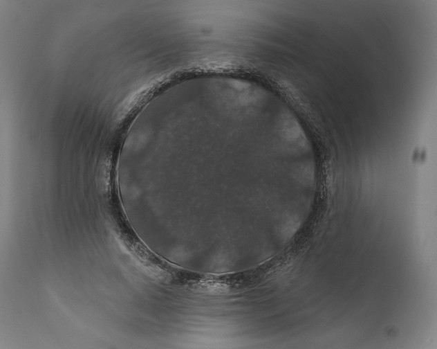 X0000110700640200907101222