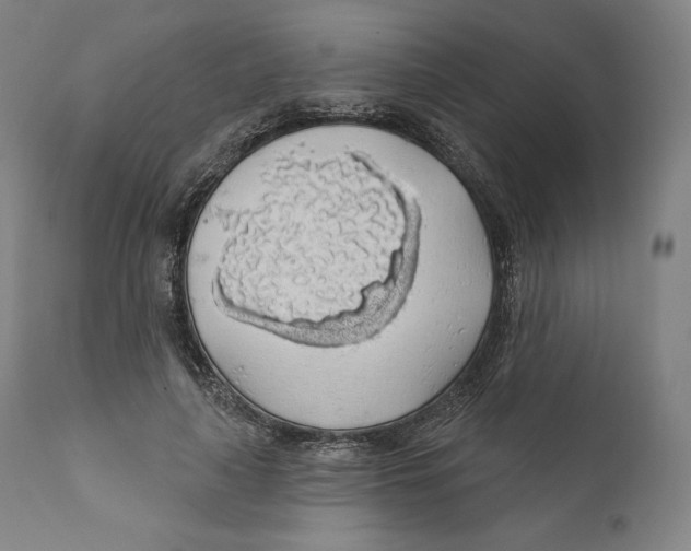 X0000110700643200907101222