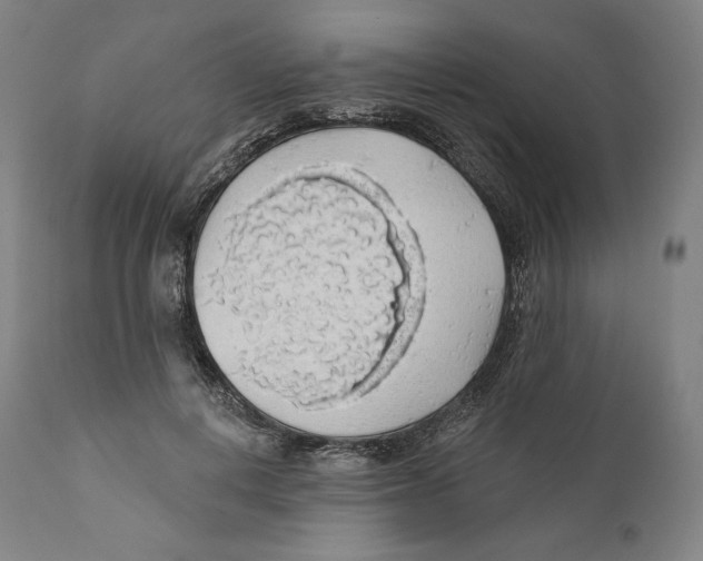 X0000110700648200907101222