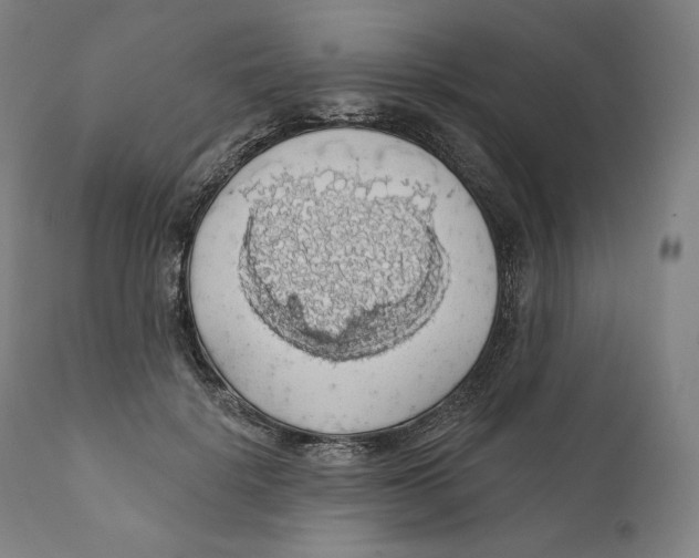 X0000110700652200907101222
