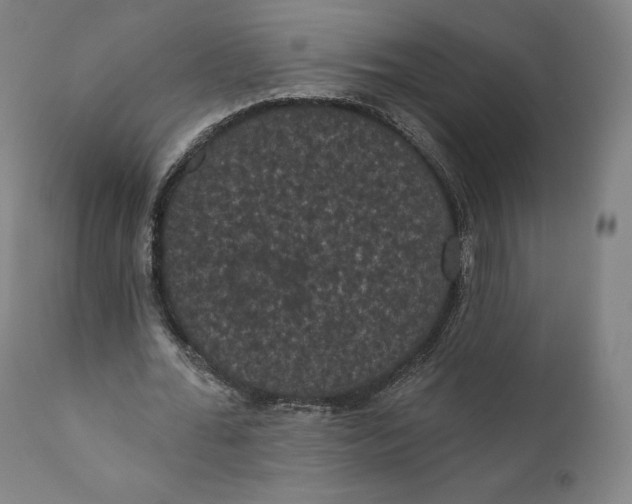 X0000110700676200907101221