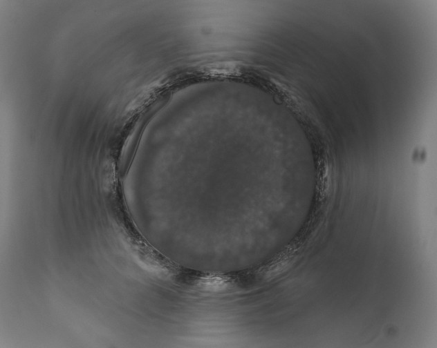X0000110700704200907101221