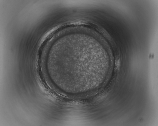 X0000110700724200907101220