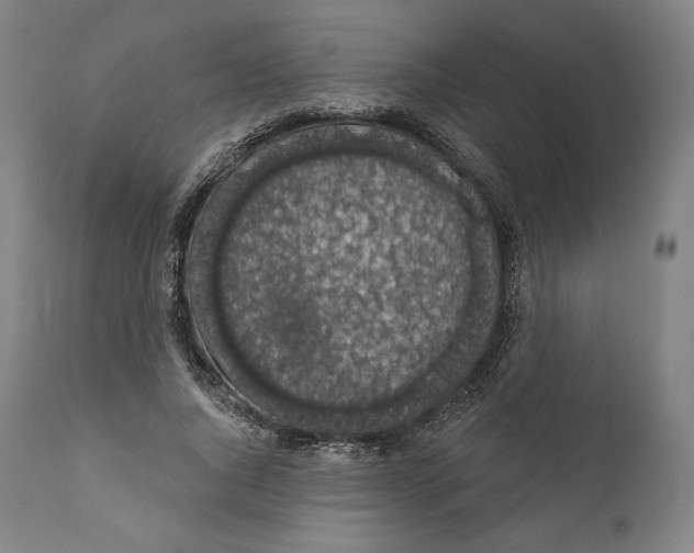X0000110700736200907101220