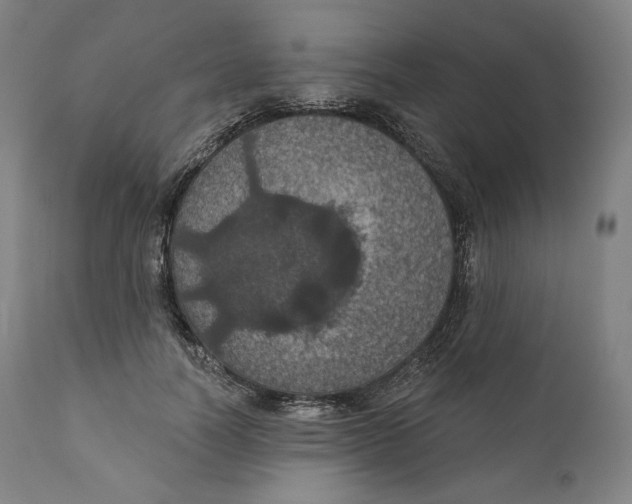 X0000110700746200907101220