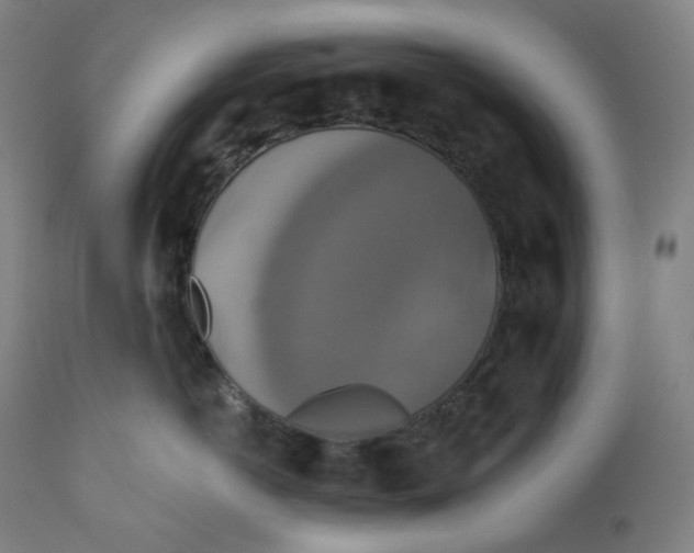 X0000110700766200907101221