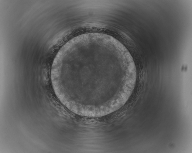 X0000110700774200907101220