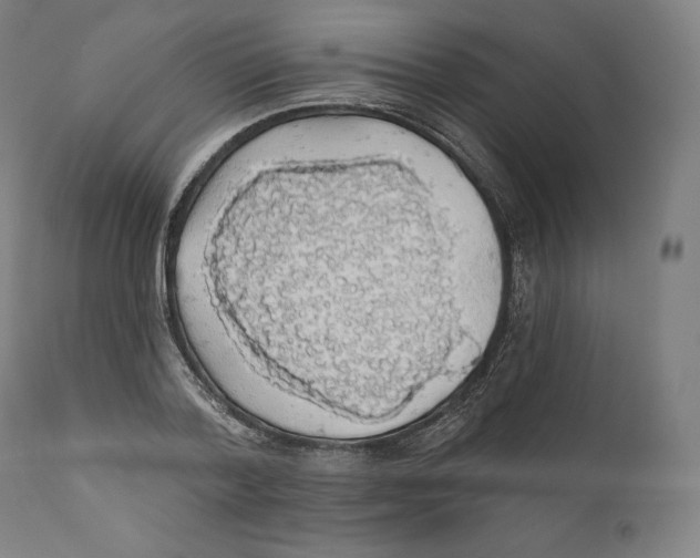 X0000110700788200907101220