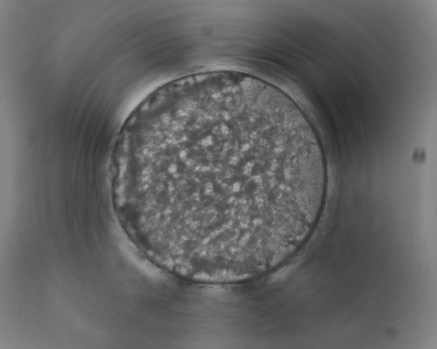 X0000110700814200907101219