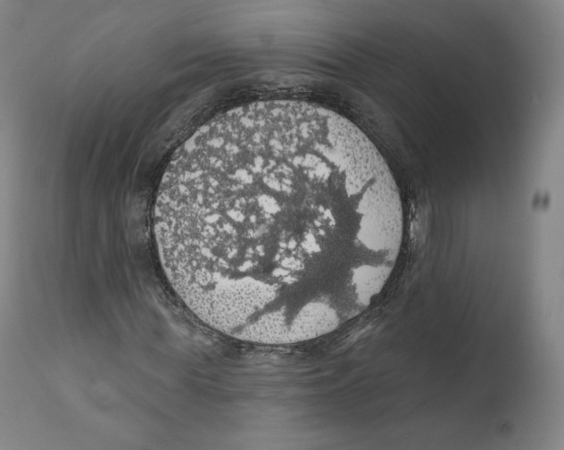 X0000110700819200907101219