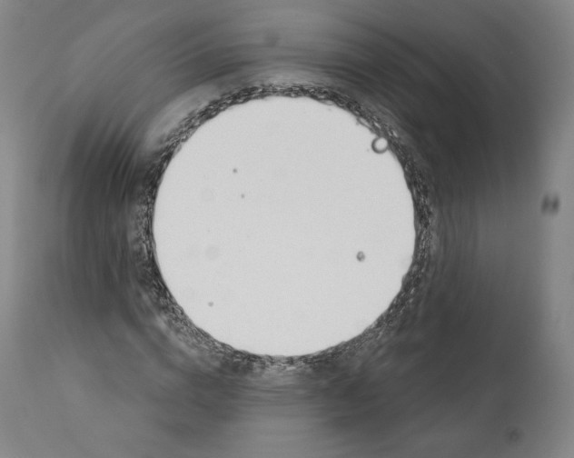X0000110700824200907101219
