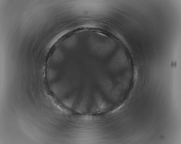 X0000110700829200907101219
