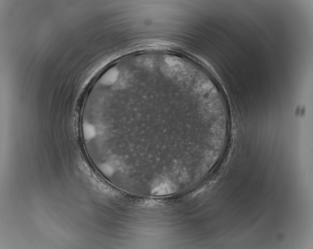 X0000110700835200907101219