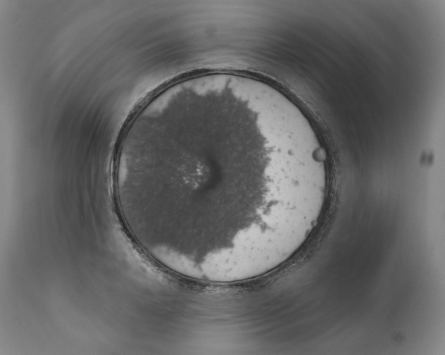 X0000110700840200907101219