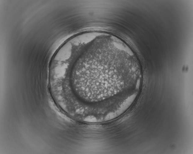 X0000110700844200907101219