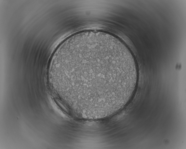 X0000110700850200907101219