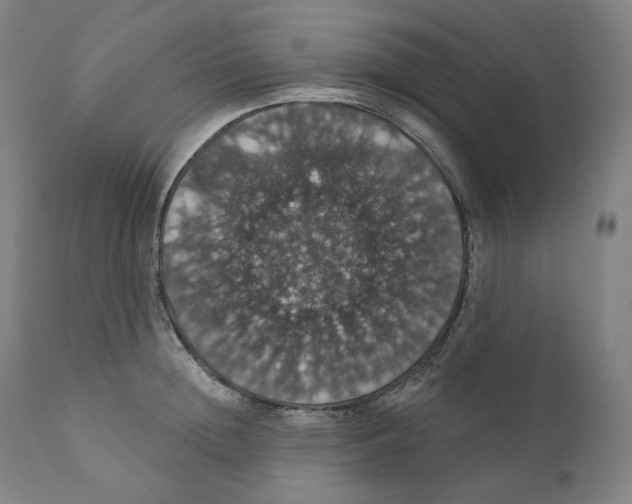 X0000110700852200907101219