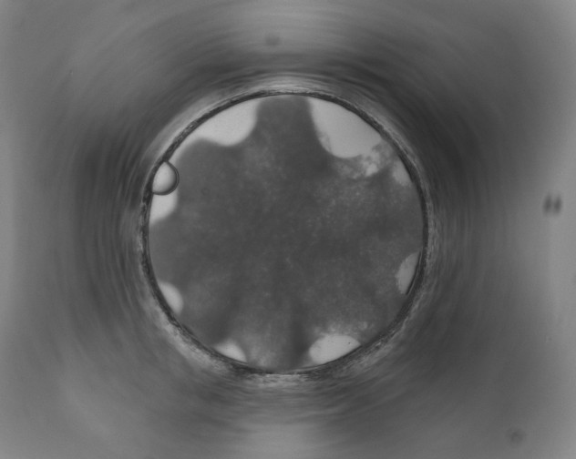 X0000110700853200907101219