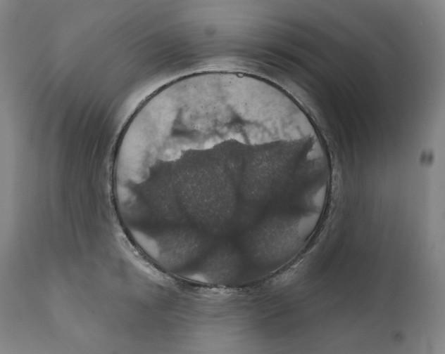 X0000110700854200907101219