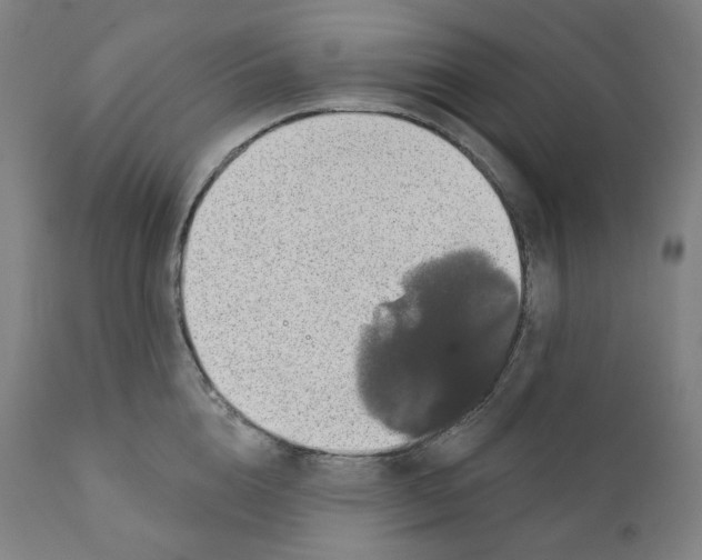 X0000110700856200907101219
