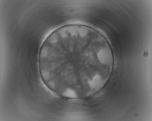 X0000110700863200907101219