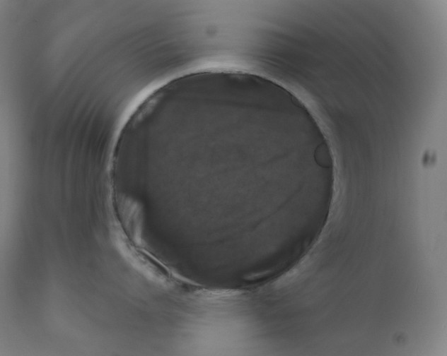 X0000110700864200907101219
