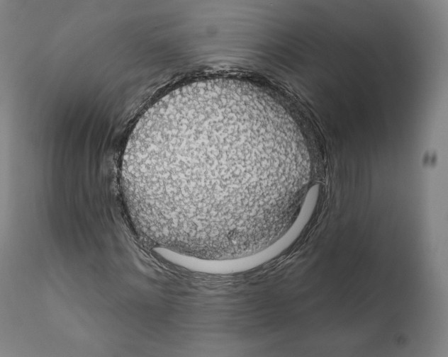 X0000110700868200907101219