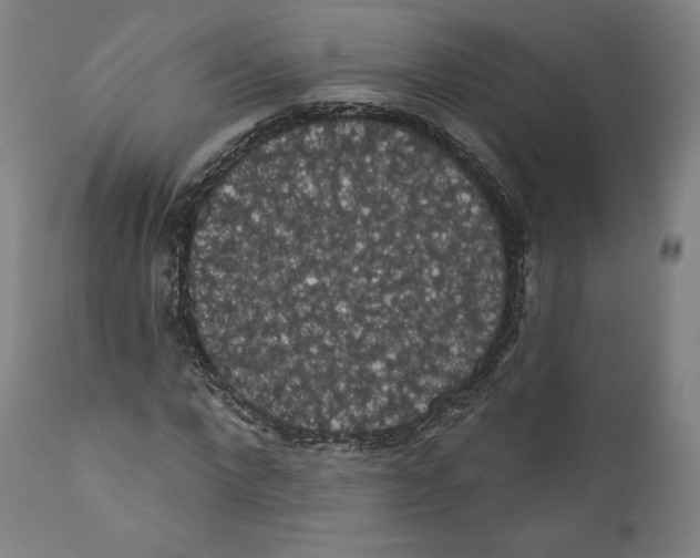 X0000110700872200907101219