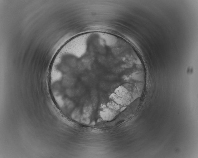 X0000110700899200907101218