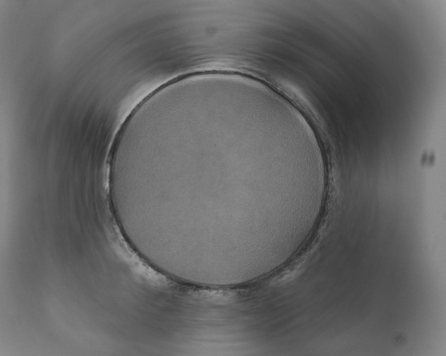 X0000110700900200907101218