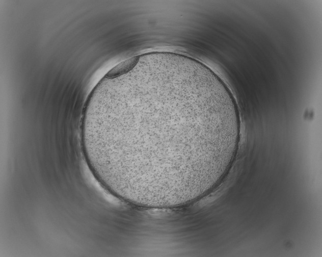 X0000110700906200907101218