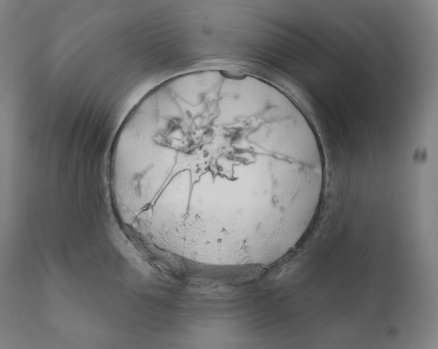 X0000110700907200907101218