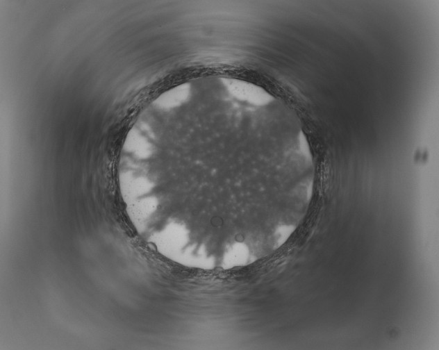 X0000110700917200907101217