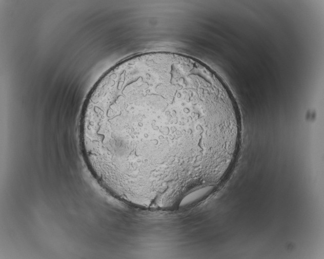 X0000110700949200907101218