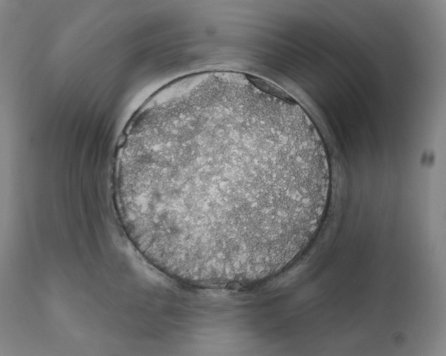 X0000110700956200907101218