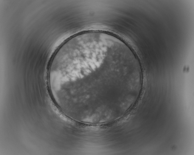 X0000110700990200907101217