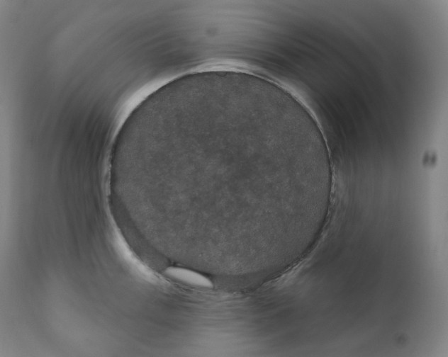 X0000110701003200907101217