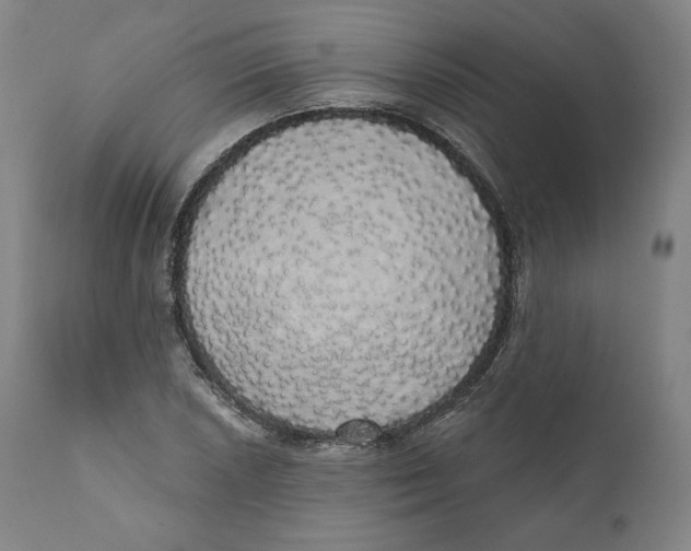 X0000110701026200907101216