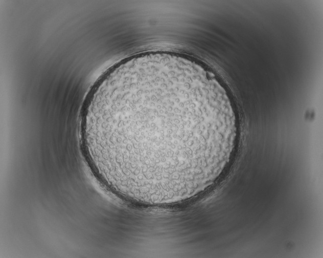 X0000110701034200907101216