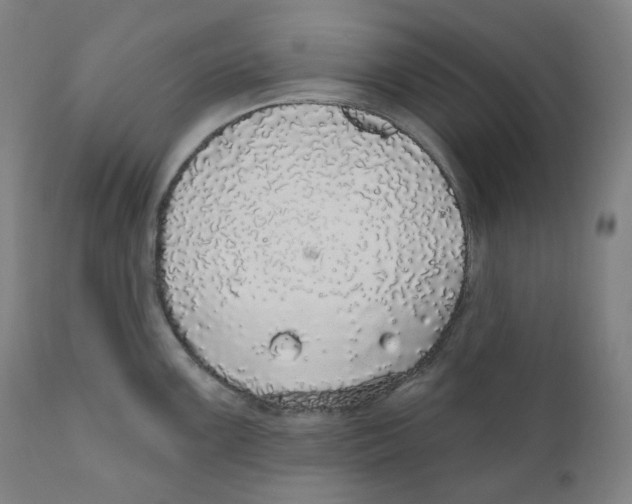 X0000110701099200907101215