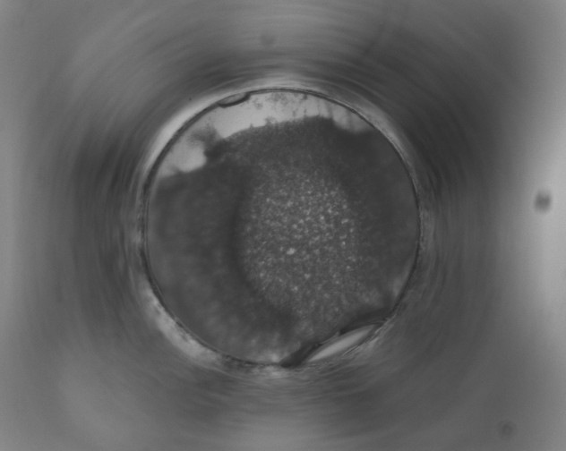 X0000110701148200907101215