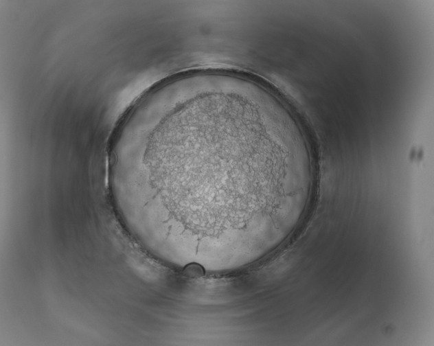 X0000110701269200907101212