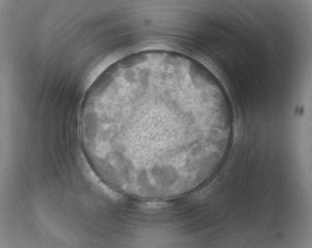 X0000110701290200907101212