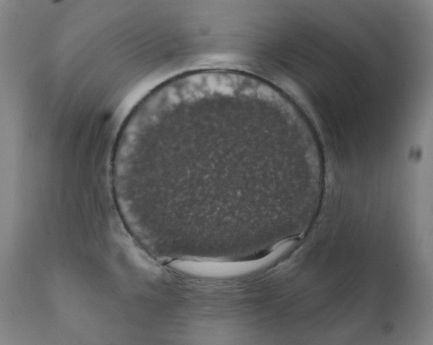 X0000110701336200907101211