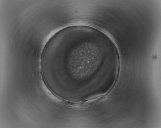 X0000110701388200907101210