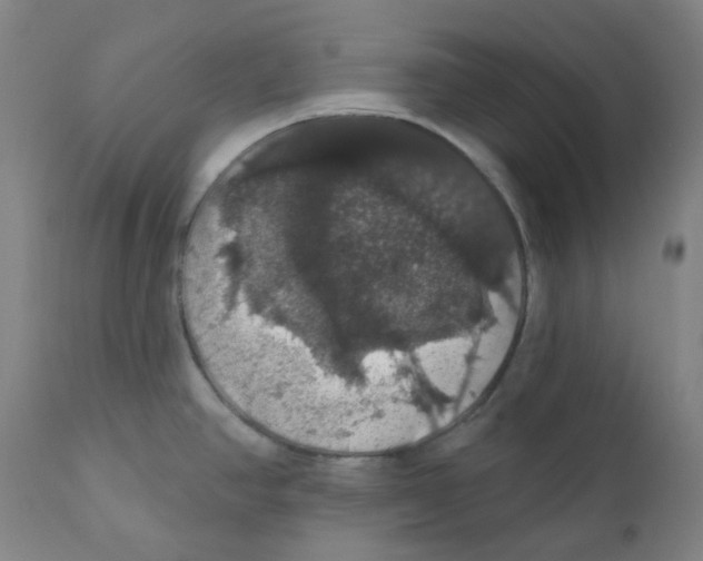 X0000110701390200907101210